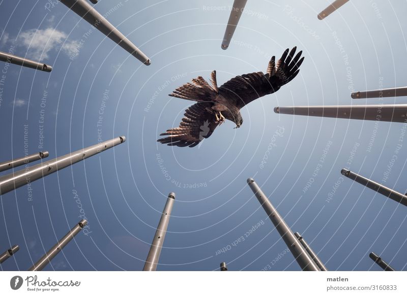 Mäusebussard sucht Landeplatz Raubvogel fliegen Himmel Wolkenloser Himmel Stangen Tierporträt Ganzkörperaufnahme Beute fressen