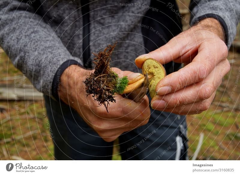 Pilz - Maronenröhrling - Braunkappe Lebensmittel Gemüse Pilzsucher Ernährung Lifestyle pilze sammeln Mensch maskulin Körper Hand 1 45-60 Jahre Erwachsene Umwelt