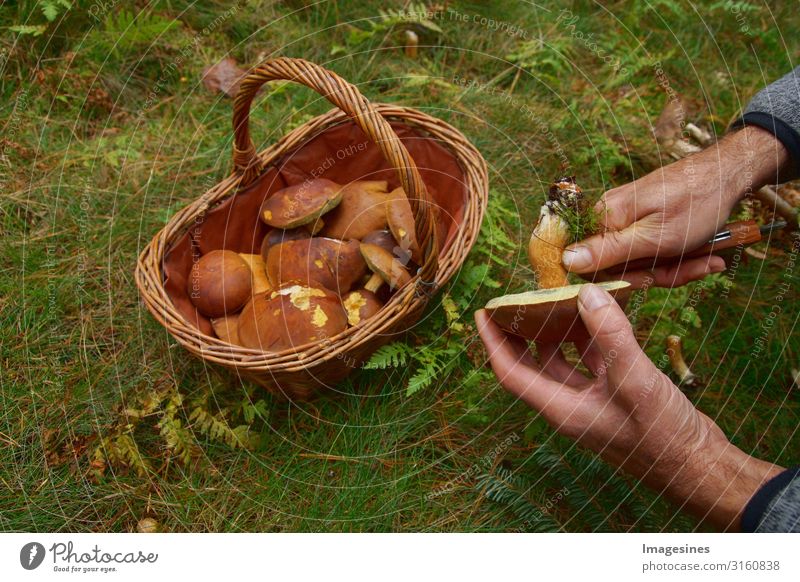 Pilze im Korb Lebensmittel Gemüse Ernährung Lifestyle Pilzsucher pilze sammeln Mensch maskulin Hand 1 45-60 Jahre Erwachsene Umwelt Natur Wald Messer lecker