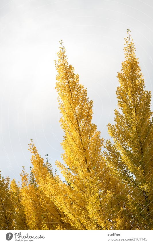Herbst Natur Pflanze Baum Wärme Blatt Färbung gold gelb Oregon Farbfoto mehrfarbig Außenaufnahme Menschenleer Textfreiraum links Textfreiraum oben