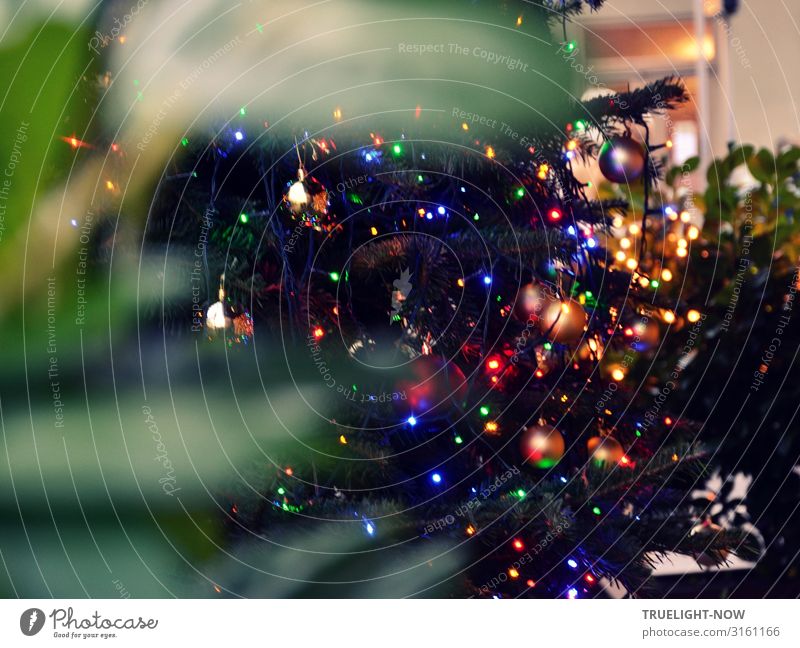 Öffentlicher Weihnachtsbaum 3, Detail Lifestyle Freude Winter Dekoration & Verzierung Weihnachten & Advent Silvester u. Neujahr Stadtzentrum Menschenleer