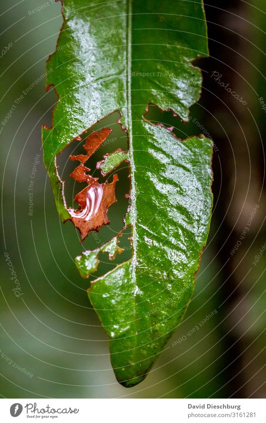 Wie ausgeschnitten Natur Pflanze Tier Sommer Herbst Regen Blatt Wald Urwald grün orange rot Fressen Raupe kaputt Raupenplage Plage Hochformat Brasilien Loch