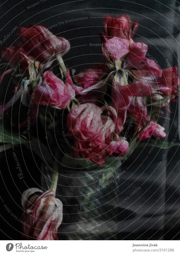 verwelkte Blumen Gemälde Umwelt Natur Tulpe Vase Glas rosa Enttäuschung Erschöpfung Verfall Vergangenheit Vergänglichkeit verlieren verblüht Blumenstrauß Zeit