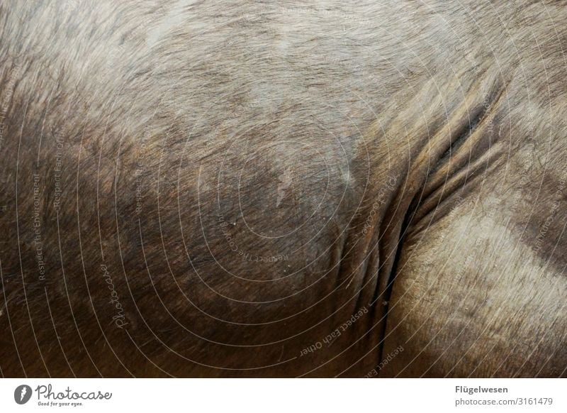Nashorn Tier Haut Tierhaut Fell tierisch Wildtier