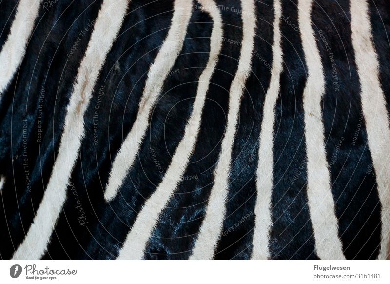 Abrakazebra Zebrastreifen Tier Muster Fell gestreift