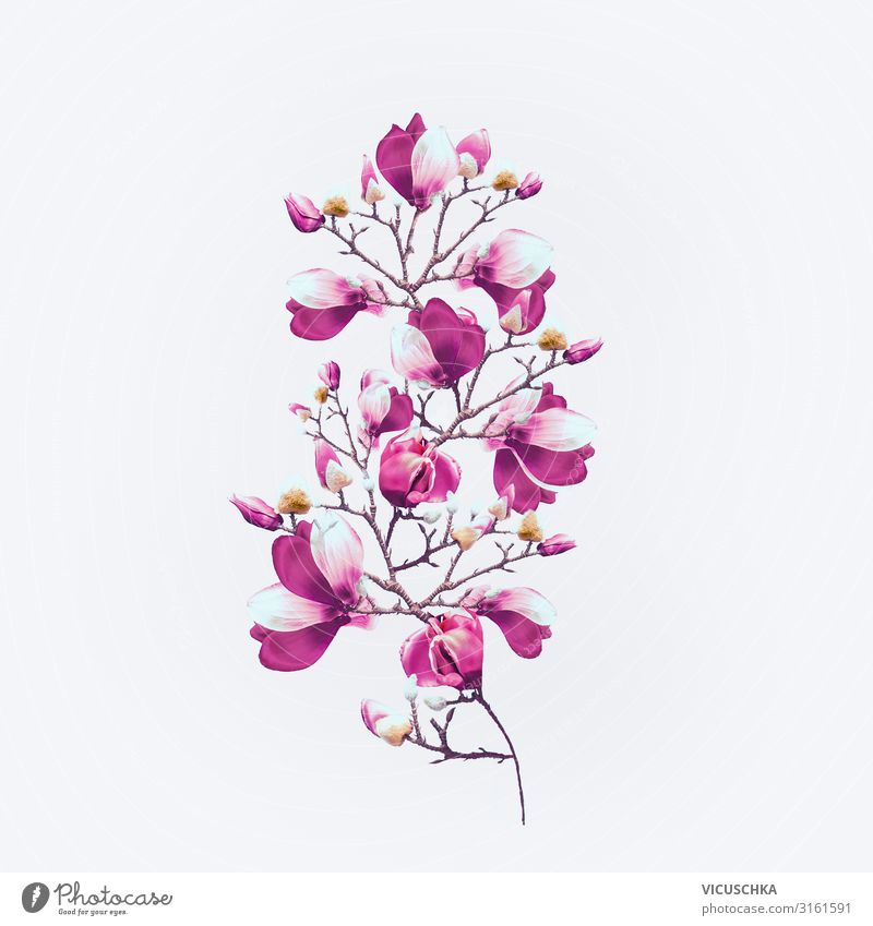 Magnolie Blüten mit purpur Blüte auf weiß Design Pflanze Frühling Blume Dekoration & Verzierung Blumenstrauß Magnoliengewächse Magnolienblüte Zweig