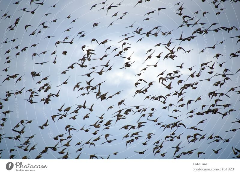 Alfred Hitchcock - Die Vögel Umwelt Natur Urelemente Luft Himmel Wolken Tier Wildtier Vogel Schwarm frei natürlich blau schwarz weiß Star fliegen viele