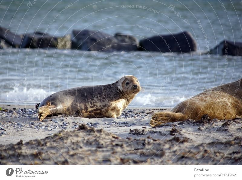 Hi Umwelt Natur Tier Urelemente Erde Sand Wasser Wellen Küste Strand Nordsee Meer Insel Wildtier Tiergesicht 2 frei hell nass natürlich braun grau Robben