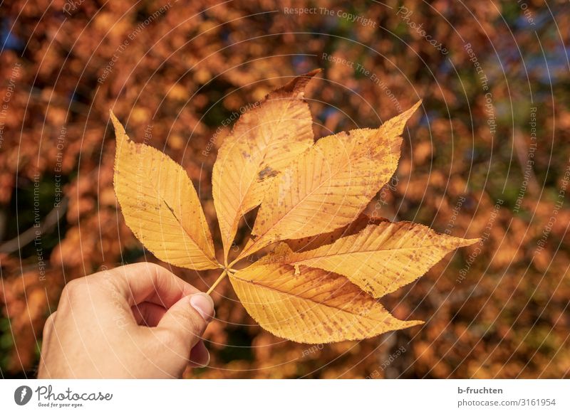 Herbstblatt harmonisch Mann Erwachsene Finger Natur Pflanze Blatt Park Wald festhalten Wärme gold orange Wandel & Veränderung Herbstlaub herbstlich Farbfoto