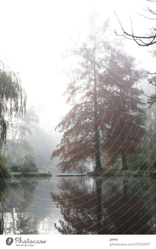 morgens im park Natur Herbst Nebel Baum See kalt natürlich Gelassenheit ruhig Kurpark Bad Orb Farbfoto Außenaufnahme Menschenleer Textfreiraum oben