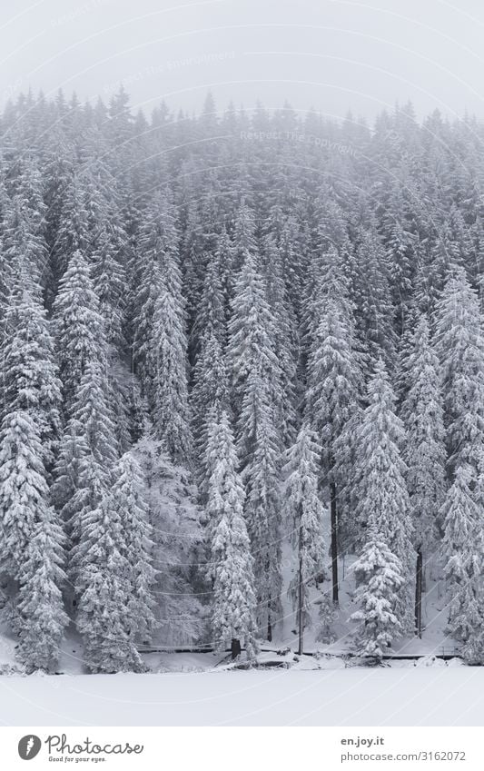 Winterkleid Natur Landschaft schlechtes Wetter Nebel Eis Frost Schnee Wald Berge u. Gebirge Wege & Pfade kalt weiß ruhig Klima Ferien & Urlaub & Reisen