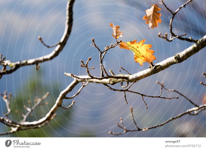 Herbstgedanken Natur Pflanze Baum Blatt Hügel Felsen hängen natürlich mehrfarbig gelb Sehnsucht Sächsische Schweiz Herbstlaub herbstlich festhalten Eiche