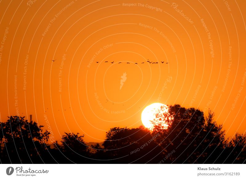 Sonnenaufgang mit Vögel Pferde Nebel Morgens Stimmungen Weide verrotten vogel Gans Kraniche