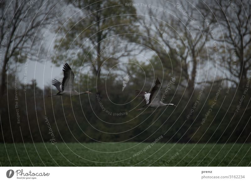 Linum 2019-3 Umwelt Natur Landschaft Tier Feld Wildtier Vogel grau grün Kranich fliegen fliegend Storchendorf Linum Herbst Farbfoto Außenaufnahme Menschenleer