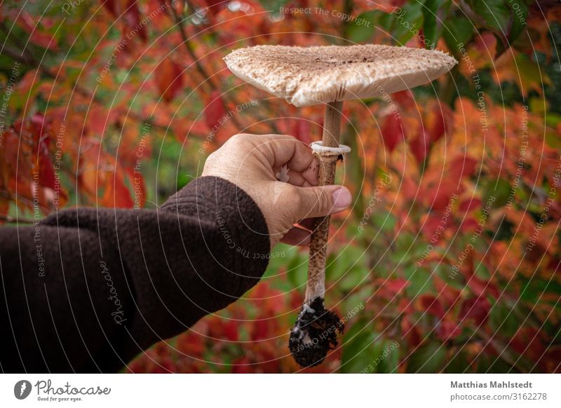 Parasolpilz in der Hand Mann Erwachsene Arme 45-60 Jahre Umwelt Natur Pflanze Herbst berühren frisch lecker natürlich braun rot Farbfoto mehrfarbig