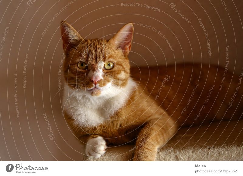 Schöne rote Katze Fotograf Hauskatze Fotokamera Tier Katzenauge Katzenbaby lustig Haustier schön süß Auge