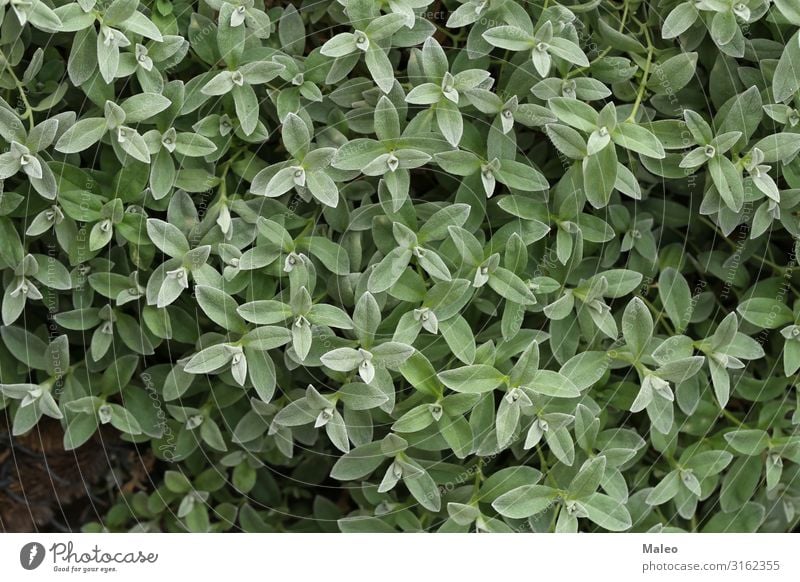 Junge grüne Triebe im Garten Hintergrundbild schön Natur Blatt Frühling Grünpflanze Sommer Nahaufnahme Pflanze