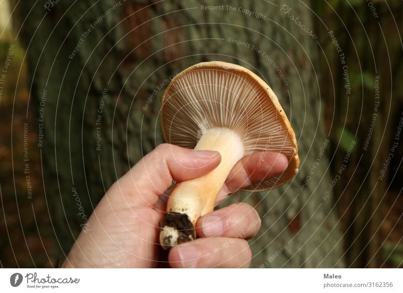 Der Mykologe demonstriert verschiedene Waldpilze Herbst Nahaufnahme Pilz Makroaufnahme Mykobiont Natur Biologie Mütze Holz gefährlich natürlich Gift frisch