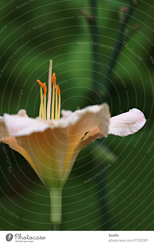 Taglilie Lilie Lilienblüte Eintagsblume Hemerocallis Blütenstaude Gartenstaude Blume Gartenblume Blütenblätter Sommerblüte Sommerblume Hemerocallis-Hybride