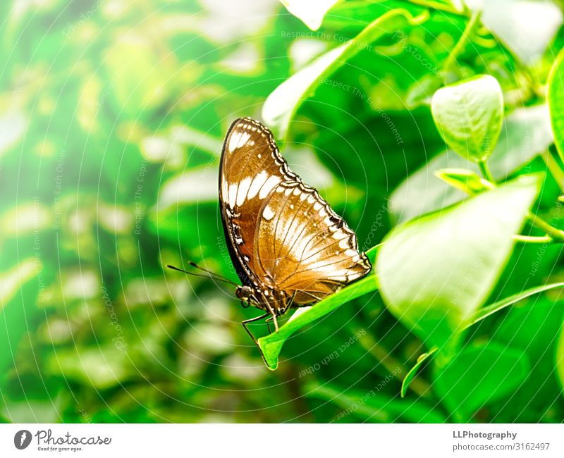 Schmetterling Tier Zoo 1 fliegen Ferien & Urlaub & Reisen braun grün weiß Schmetterlingshaus Farbfoto Innenaufnahme Nahaufnahme Detailaufnahme Makroaufnahme Tag