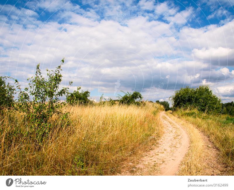 Sommerlicher Weg mit Gras und Bäumen sowie blauen Himmel lädt zum Spaziergang ein Sommerurlaub wandern Natur Landschaft Wolken Klima Schönes Wetter Sträucher