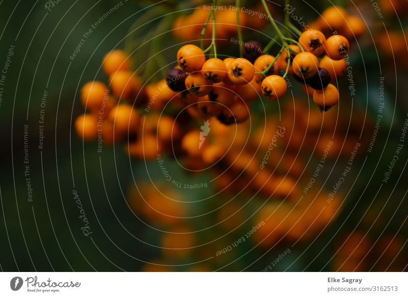 Sanddorn Hecke- Farbtupfer im Herbst Natur Pflanze Tier Sträucher Nutzpflanze Garten orange Farbfoto Außenaufnahme Menschenleer Tag Starke Tiefenschärfe