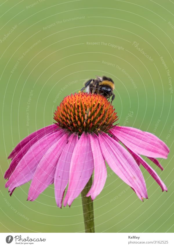 Hummel auf Sonnenhut Natur Pflanze Tier Sommer Blume Blüte Roter Sonnenhut Wildtier Biene Insekt 1 ästhetisch grün rosa rot Appetit & Hunger Farbe Umwelt