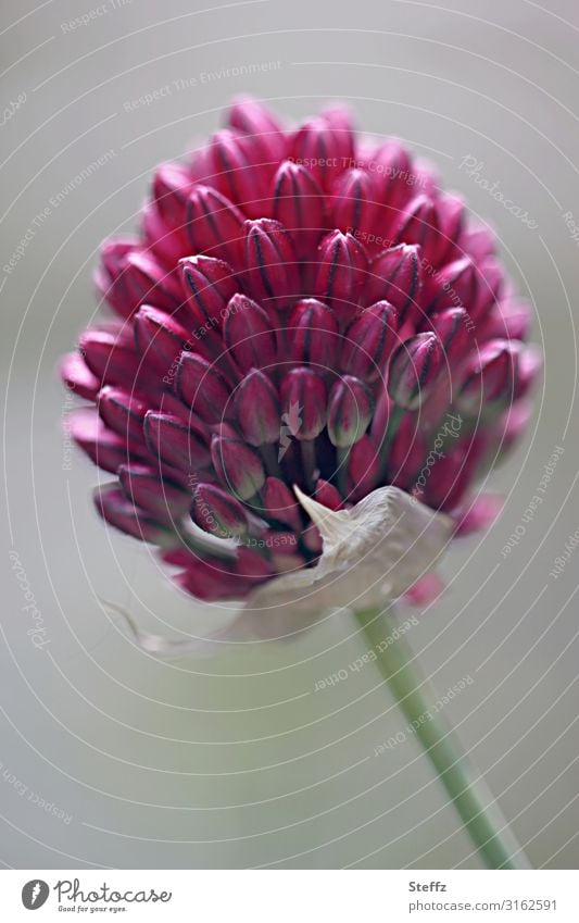 Schnittlauch will blühen Schnittlauchblüte Allium blühender Schnittlauch Blütenknospen Blütezeit Formvollendung formvollendet Natursymmetrie Symmetrie
