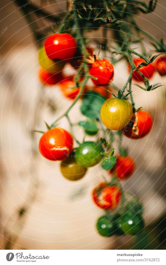 frische bio Tomaten Lebensmittel Gemüse tomatenstrauch Strauchtomate Ernährung Bioprodukte Vegetarische Ernährung Diät Fasten Slowfood Fingerfood Gesundheit