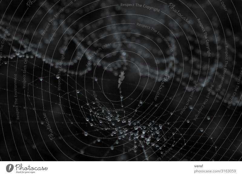 Nasses Netz Natur Wassertropfen Regen Wildtier Spinnennetz beobachten entdecken hängen Blick ästhetisch authentisch elegant natürlich geduldig Leben fleißig