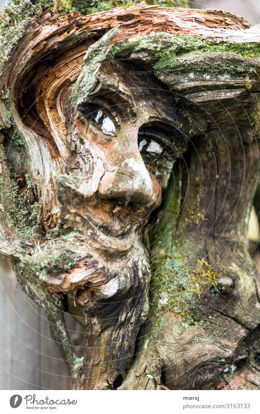 Die Frisur sitzt Mensch Kopf Auge Kunstwerk Skulptur Holz alt beobachten außergewöhnlich gruselig braun überwachen Tarnung Moos verfallen Farbfoto