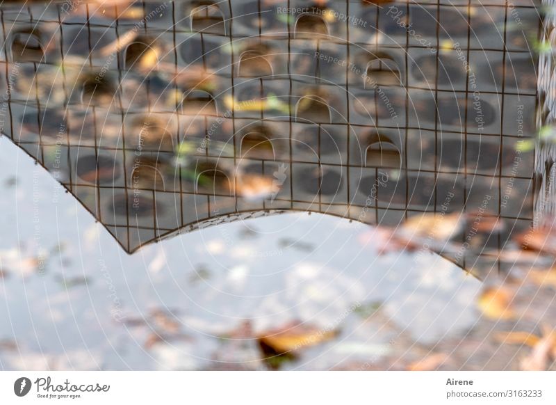 Hamburg, die regenreiche | UT Hamburg Urelemente Wasser Herbst Blatt Herbstlaub Pfütze Architektur Sehenswürdigkeit Elbphilharmonie ästhetisch außergewöhnlich