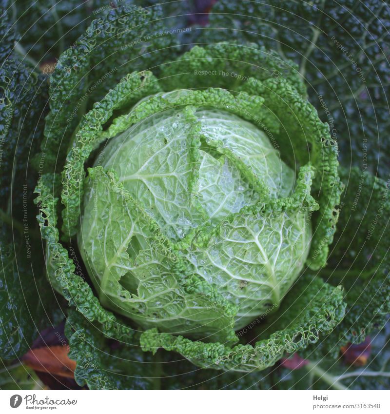 Bio-Wirsingkohlkopf mit angefressenen Blättern aus der Vogelperspektive Lebensmittel Gemüse Kohlgewächse Ernährung Mittagessen Bioprodukte
