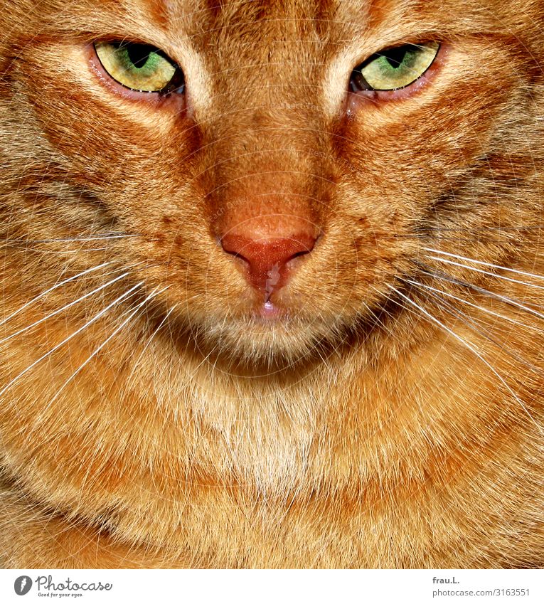 Grüne Augen Tier Haustier Katze Tiergesicht Fell 1 Blick bedrohlich schön braun Kraft Willensstärke Tierliebe Wachsamkeit Landraubtier gefährlich Farbfoto