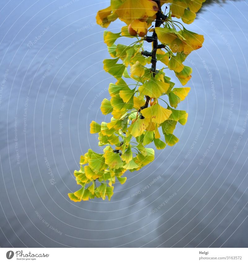 Zweig eines Ginkgobaumes mit gelb-grün gefärbten Herbstblättern vor Wasser Umwelt Natur Pflanze Schönes Wetter Baum Blatt Herbstfärbung Park hängen dehydrieren