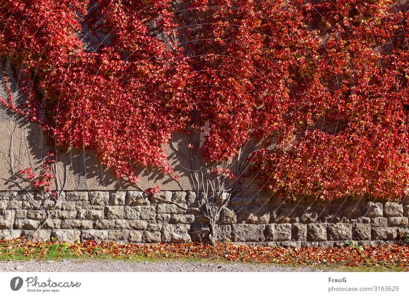 Herbstfeuer Efeu Kletterpflanze Sträucher Mauer Wand leuchten rot ausbreiten Blatt Färbung klettern Sonnenlicht Farbfoto Außenaufnahme Tag