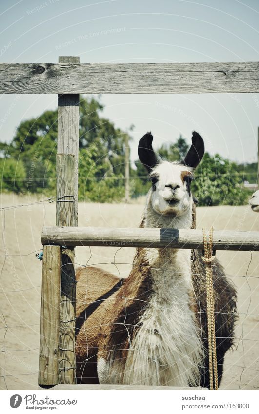 ein lama Lama Tier Haustier Nutztier Kamel spucken Paarhufer Herde tiergestützte Therapie Bauernhof Hof Weide Gehege Zaun Lattenzaun Fell Natur Blick
