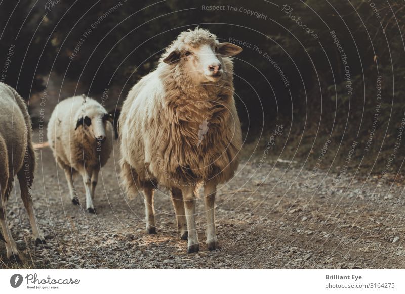 der Schotterpiste entlang Natur Herbst Tier Nutztier Schaf 2 laufen Blick frei Gesundheit positiv Optimismus Neugier Interesse Beginn Erholung Kosovo Balkan