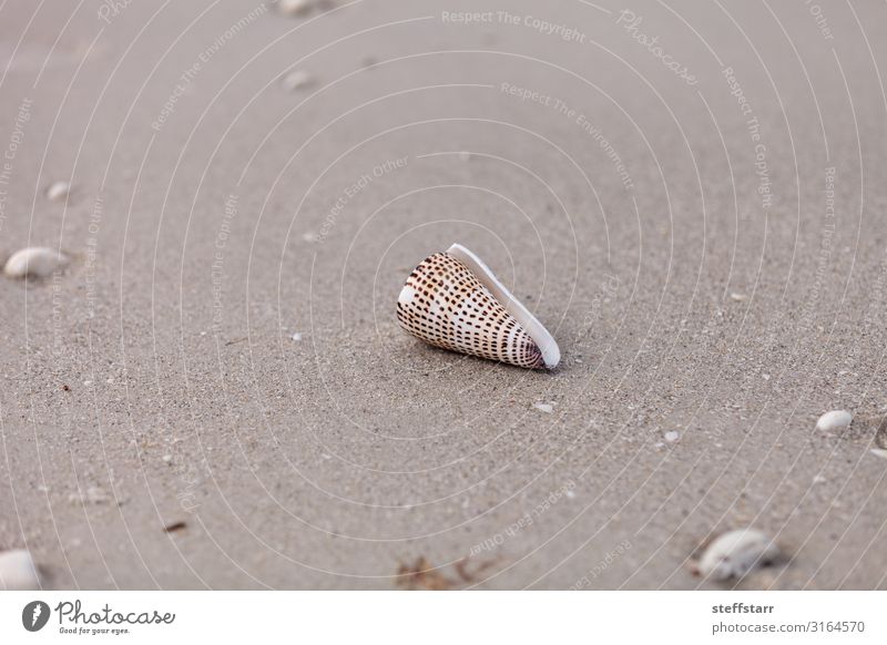 Schriftliche Kegelschnecke Conus litteratus auf dem Sand Strand Küste Tier 1 braun weiß beschrifteter Kegel räuberisch giftig Wasserschnecken Gastropode