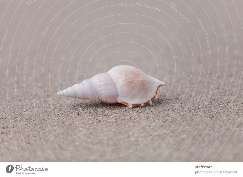 Weiße Tibia-Muschel Tibia fususus auf dem Sand Strand Küste Wildtier 1 Tier braun weiß Weiße Schienbeinschale Schienbein der Spindel Schienbein Tibia Gastropod