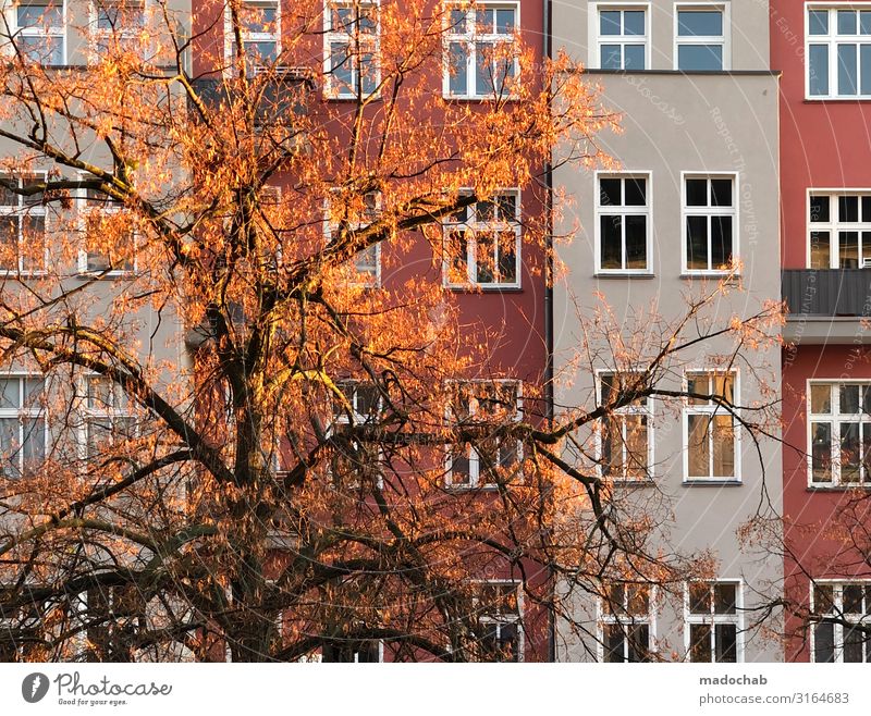 Rot ist das neue Grün Herbst Baum Stadt Haus Fassade Fenster orange rot standhaft Ordnungsliebe Klima nachhaltig Vergänglichkeit Wachstum Häusliches Leben