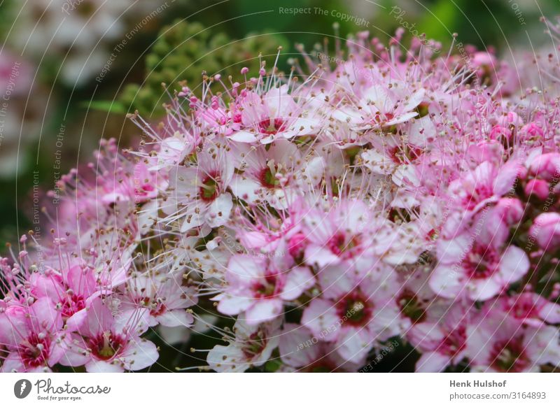 Schöne Spiraea japonica "kleine Prinzessin". Natur Pflanze Blume Garten grün rosa Blütenblatt Makroaufnahme Farbfoto Außenaufnahme Menschenleer Freisteller