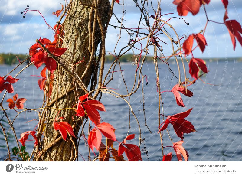 Wannsee Natur Landschaft Wasser Himmel Herbst Wetter Schönes Wetter Baum Blatt See ruhig Erholung Wandel & Veränderung Farbfoto Außenaufnahme Menschenleer Tag