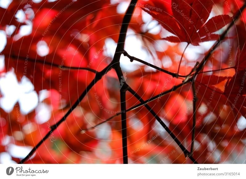 Herbst/rot Natur Pflanze Baum Blatt Ahorn Japanischer Ahorn Zweige u. Äste alt Erholung warten schwarz friedlich Zufriedenheit Farbe Wandel & Veränderung
