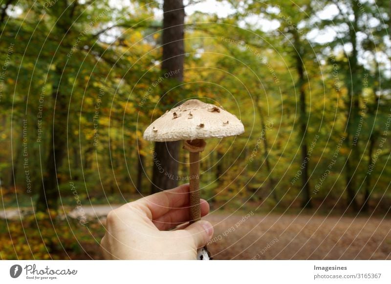 Parasol Lebensmittel Gemüse Pilz Pilzsucher Ernährung Lifestyle Pilze sammeln Mensch feminin Erwachsene Hand 1 Umwelt Natur Landschaft Herbst Klima Wald lecker