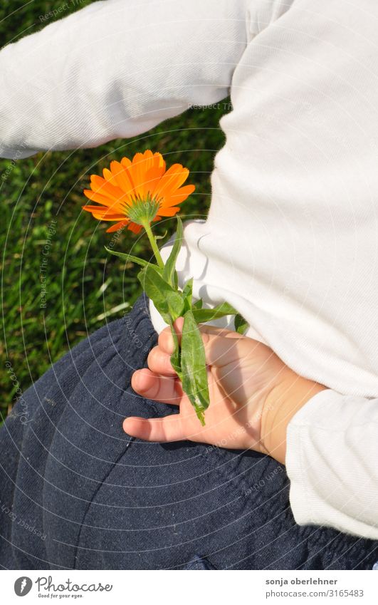 Kleinkind versteckt Ringelblume Mensch Junge Rücken Hand 1 1-3 Jahre Pflanze Schönes Wetter Blume Blüte Wildpflanze Garten Wiese Blühend entdecken frisch