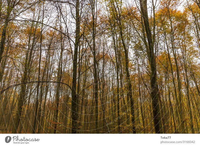 Herbstwald #1 Umwelt Natur Landschaft Pflanze Klima ästhetisch Farbfoto Außenaufnahme