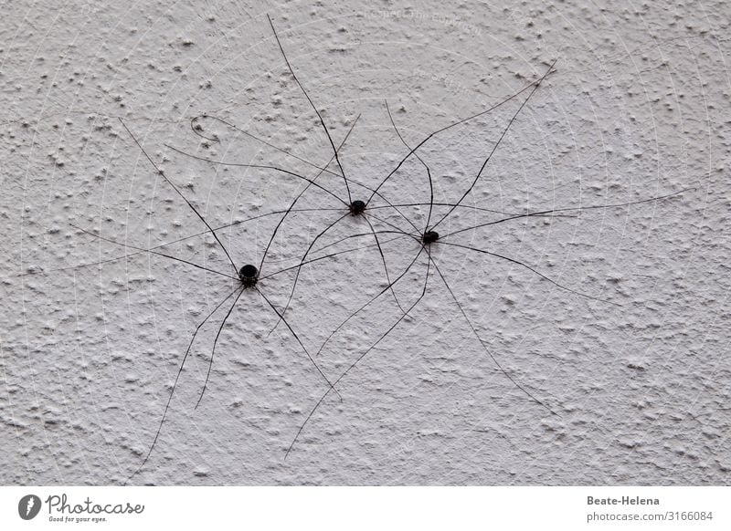 Spinnenfamilie schön Häusliches Leben Familie & Verwandtschaft Kunstwerk Mauer Wand Zeichen Kommunizieren krabbeln wandern nackt Stimmung Coolness Schutz