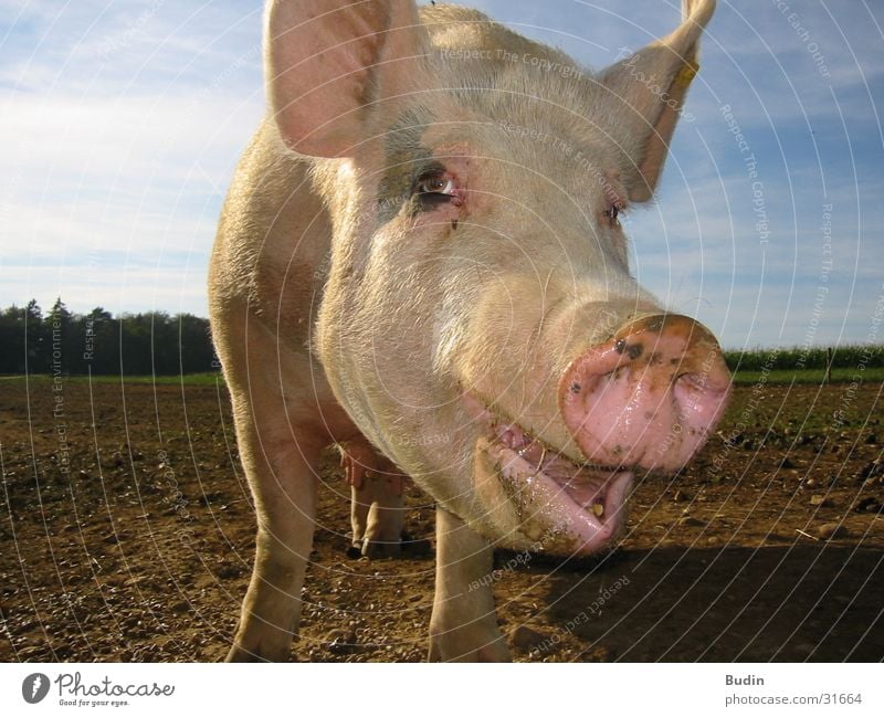 Schweinegesicht lachen Nahaufnahme