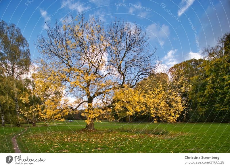 Herbststimmung Umwelt Natur Landschaft Erde Pflanze Baum Park Beginn Zufriedenheit Herbstlaub herbstlich Herbstfärbung Herbstlandschaft Blatt Laubbaum